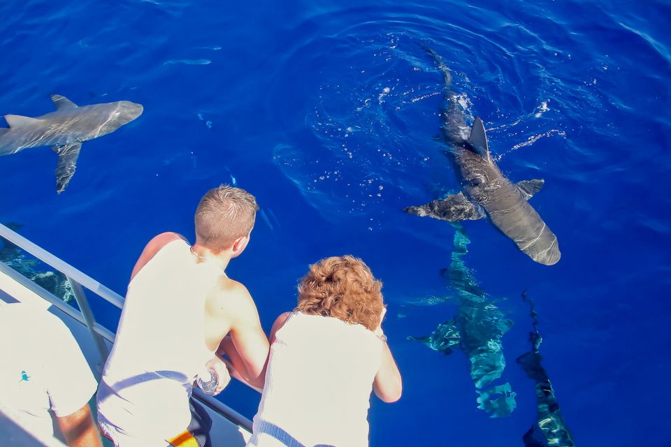 Oahu: Shark Cage Dive on the North Shore - Who Should Book This (and Who Should Think Twice)