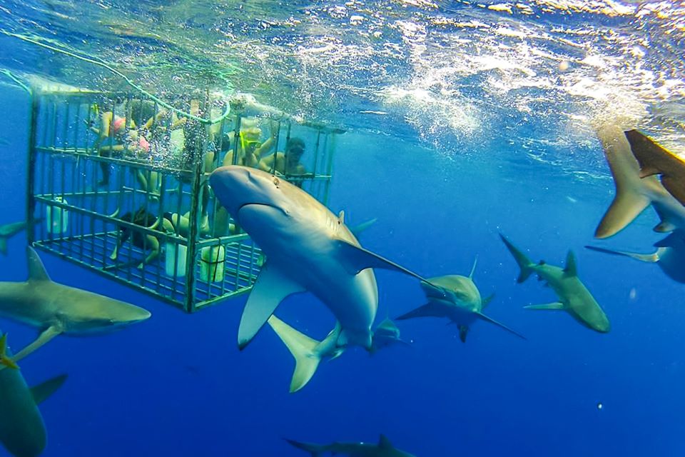 Oahu: Shark Cage Dive on the North Shore - Meeting at Haleiwa: Why the North Shore Boat Ride Sets the Mood