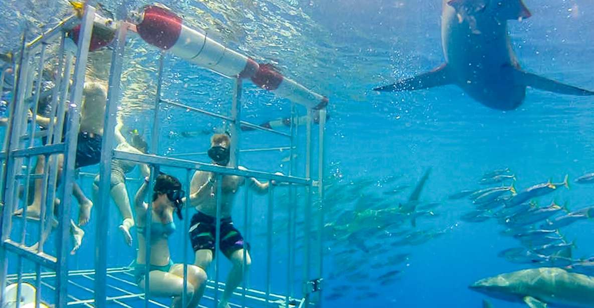 Oahu: Shark Cage Dive on the North Shore - The 20-Minute Shark Moment in Clear, Open Water