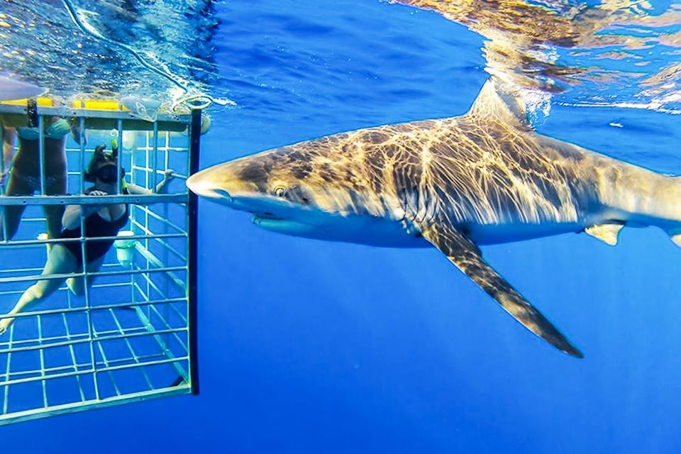 Oahu: Shark Cage Dive on the North Shore - Wildlife on the Route: Dolphins and Whales Before You Even Get in