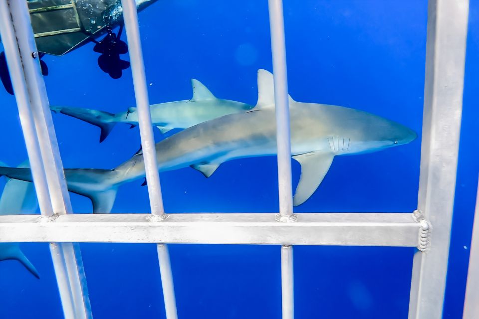 Oahu: Shark Cage Dive on the North Shore - Guides, Crew Vibes, and the Small-Group Advantage