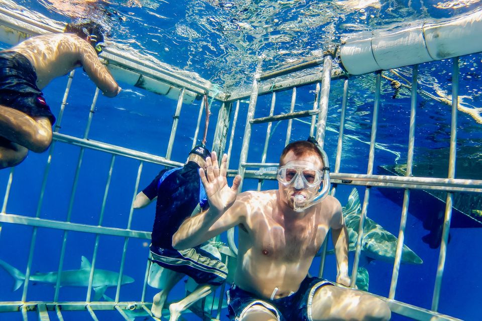 Oahu: Shark Cage Dive on the North Shore - Price and Value: Is About $99 Worth It?