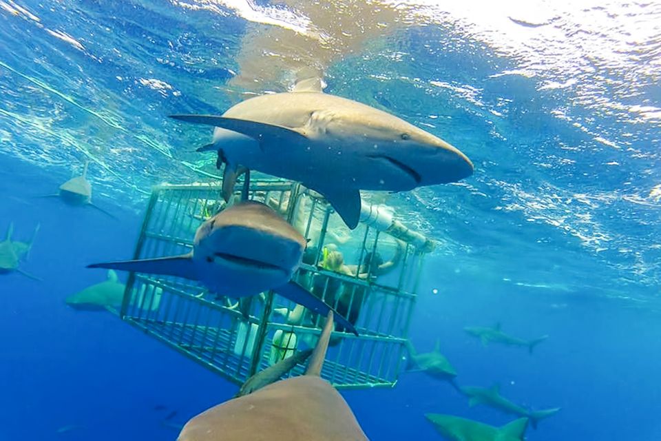 Oahu: Shark Cage Dive on the North Shore - Weather Reality: When Rough Seas Make or Break the Plan