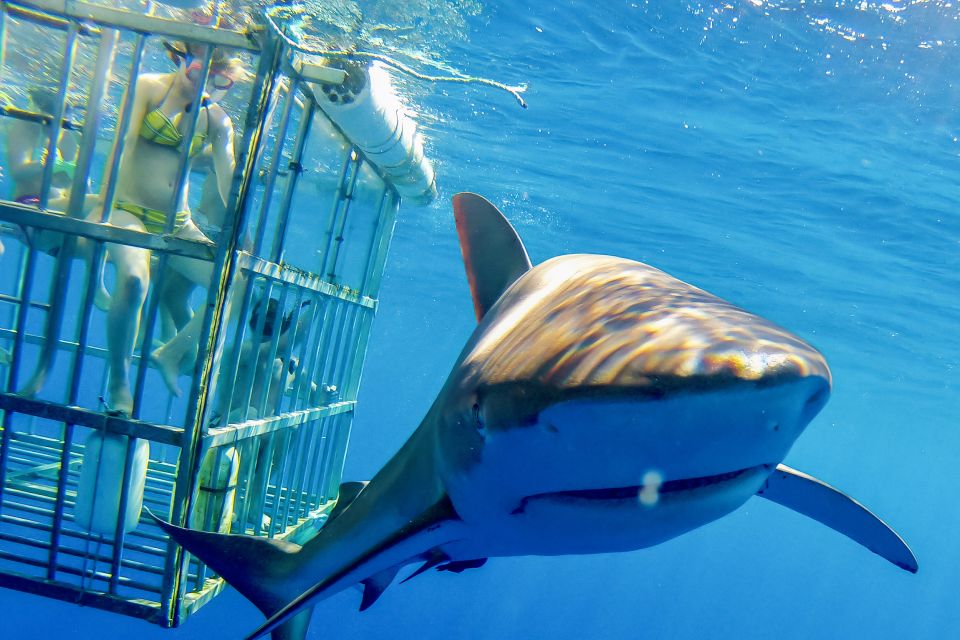 Oahu: Shark Cage Dive on the North Shore - Safety Inside the Shark Cage: What You Actually Need to Know