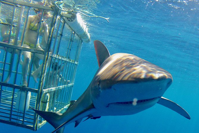 Oahu Shark Dive - North Shore timing, meeting point, and what the boat ride feels like