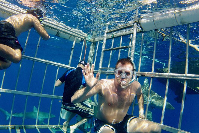 Oahu Shark Dive - The sharks you’re most likely to see (and why the species matters)
