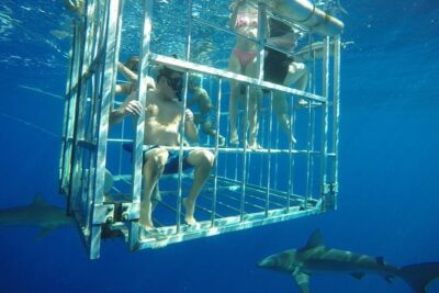 Oahu Shark Dive - The safety setup: how the cage experience stays controlled