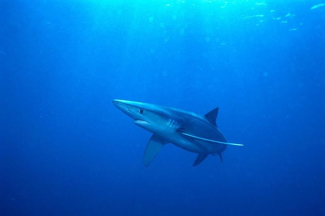 Oahu Shark Dive - What it’s like underwater: masks, time in the cage, and that first sighting