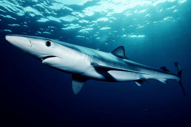 Oahu Shark Dive - Boat-deck viewing: the best option for nerves and mixed groups