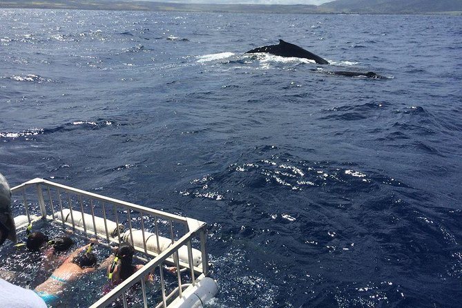Oahu Shark Dive - Wildlife bonus moments: whales, dolphins, and sea turtles