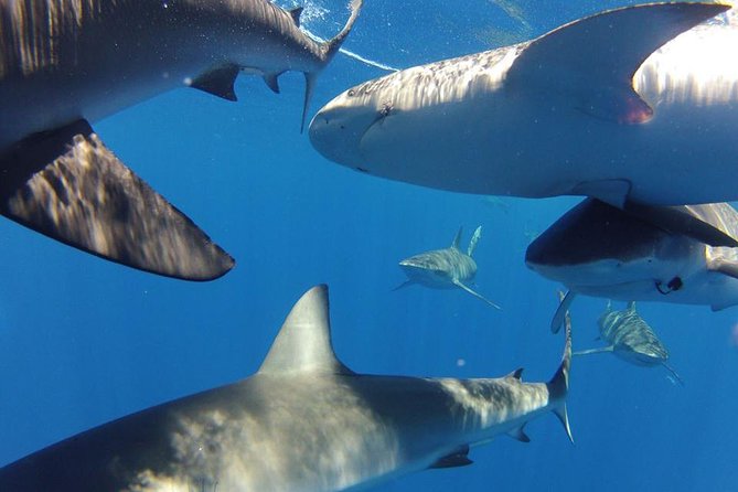 Oahu Shark Dive - Snorkeling gear included: what it means for your plans