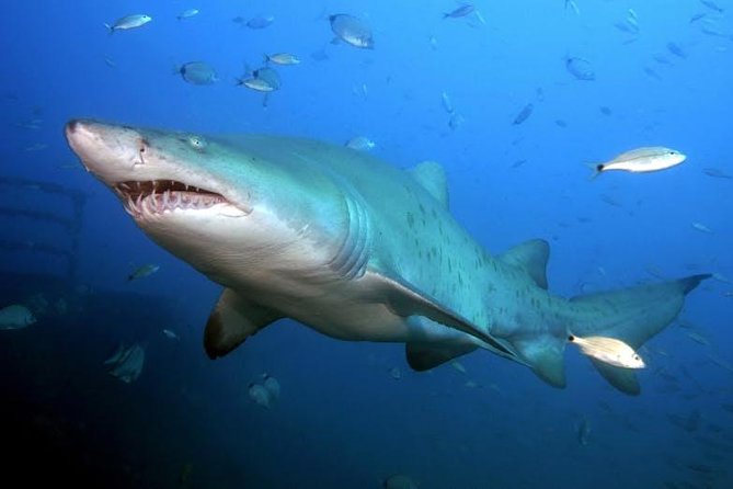 Oahu Shark Dive - Price and value: what $99.48 buys you in real terms