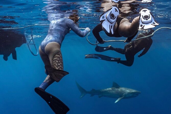 Oahu Shark Dive Educational Tour (No cage) - Key Points Before You Go
