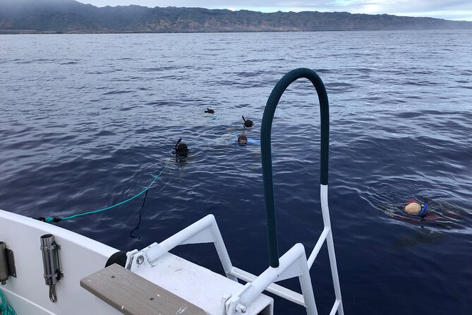 Oahu Shark Dive Educational Tour (No cage) - Waialua Bay: Dolphins, Fish, and That Winter Whale Possibility
