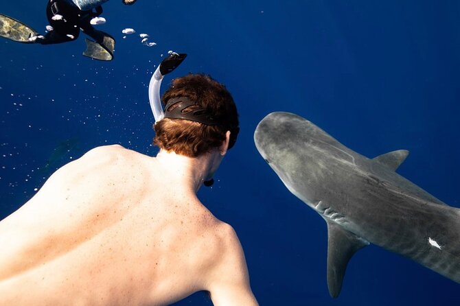 Oahu Shark Dive Educational Tour (No cage) - Puaʻena Point Beach Park: A Laid-Back North Shore Stop