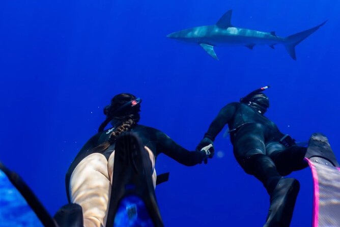 Oahu Shark Dive Educational Tour (No cage) - The 3-Mile-Plus Open Ocean Part: How the Crew Sets You Up