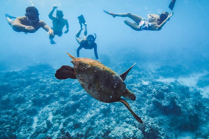 Oahu Small Group Snorkel Tour with Yacht Cruise - Cruising West Oahu: dolphins, whales (seasonal), and calm cruising