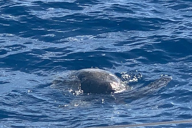 Oahu Small Group Snorkel Tour with Yacht Cruise - Snorkel time at the anchored site: turtles and reef life, with real instruction