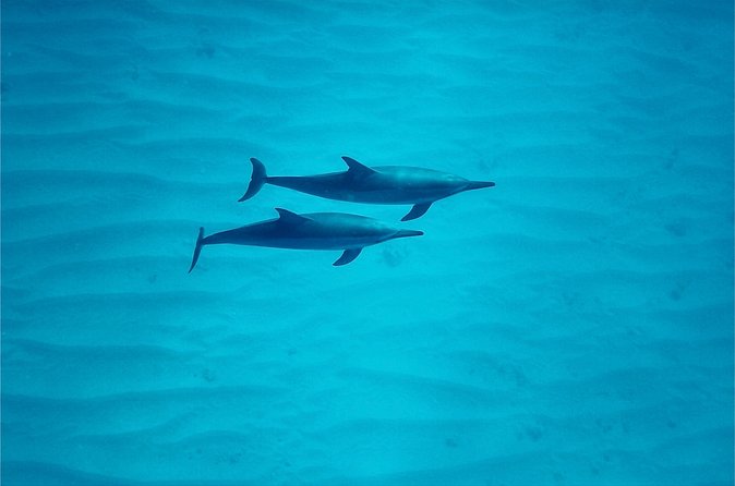 Oahu: Swim with Dolphins on the West Coast - Where You’ll Spend Your Morning: Waianae Coast Views From Offshore