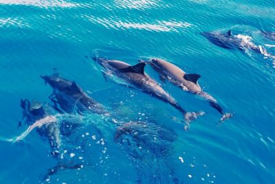 Oahu: Swim with Dolphins on the West Coast - The Catamaran Ride: Comfortable, But Real Ocean Time