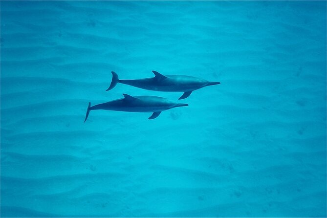 Oahu: Swim with Dolphins on the West Coast - Swimming With Wild Dolphins: What You Can Expect (and What You Can’t Control)