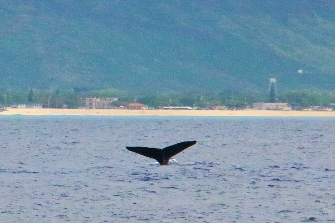 Oahu: Swim with Dolphins on the West Coast - The Snorkeling Session: Turtles, Fish, and That Octopus-Handling Moment