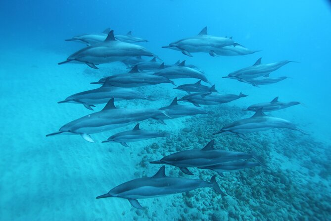Oahu: Swim with Dolphins on the West Coast - Lunch Onboard: The Included Hawaiian Bowl Beats the Typical Tour Snack