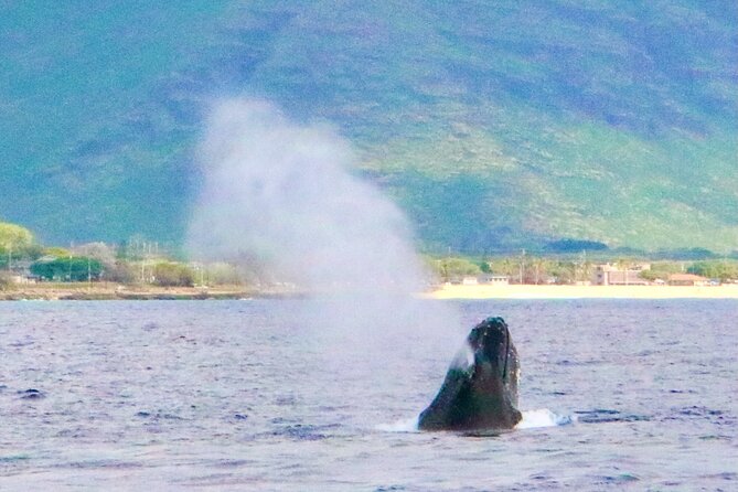 Oahu: Swim with Dolphins on the West Coast - Crew Energy, Photo Help, and Getting Instructions You’ll Actually Use