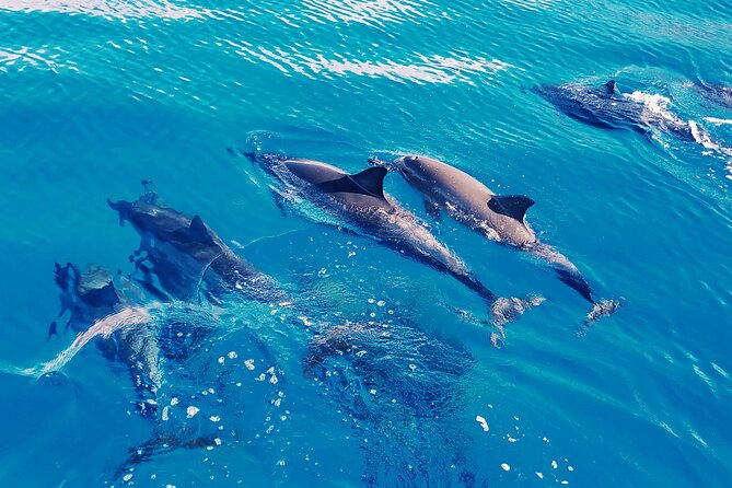 Oahu: Swim with Dolphins on the West Coast - The Catamaran Ride: Comfortable, But Real Ocean Time