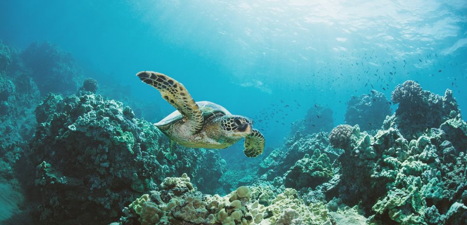 Oahu: Turtle Canyon Snorkeling Boat Tour - Key Points That Make This Tour Worth It