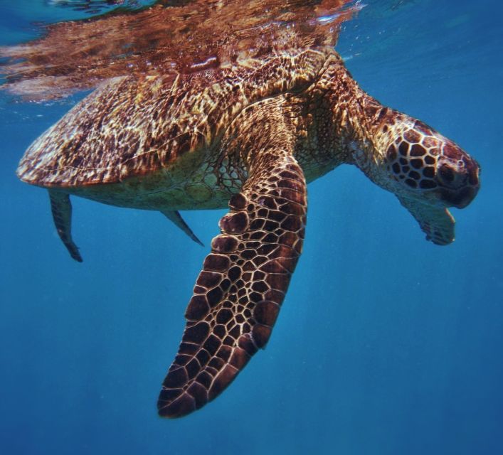Oahu: Turtle Canyon Snorkeling Boat Tour - What You’ll Actually Do in 2 Hours