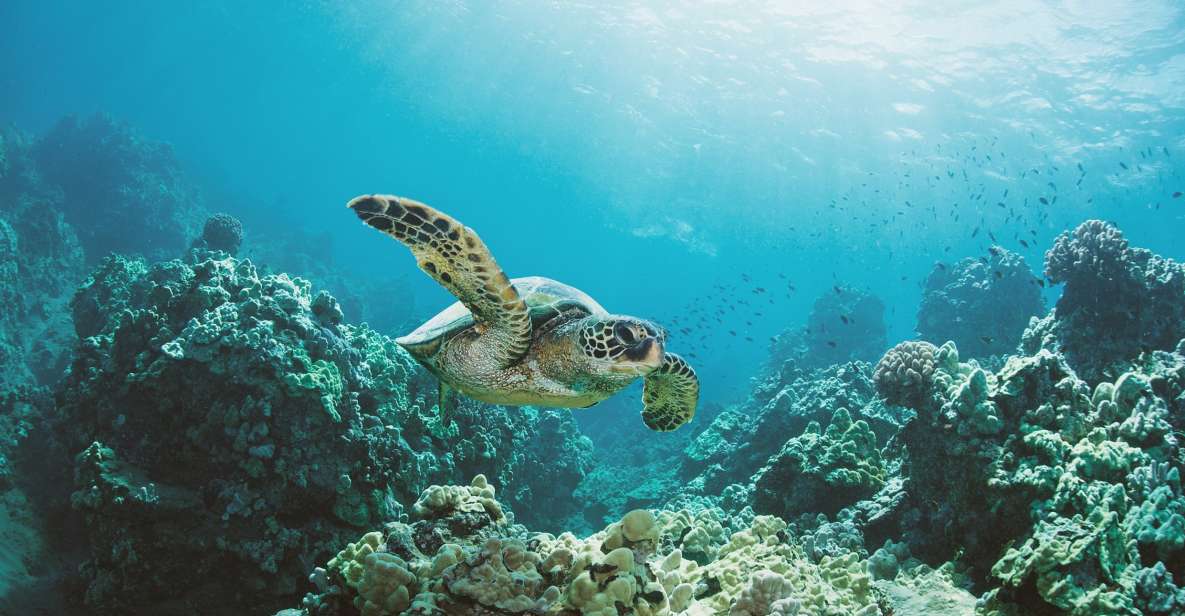Oahu: Turtle Canyon Snorkeling Boat Tour - Turtle Canyon Snorkeling: What to Look For