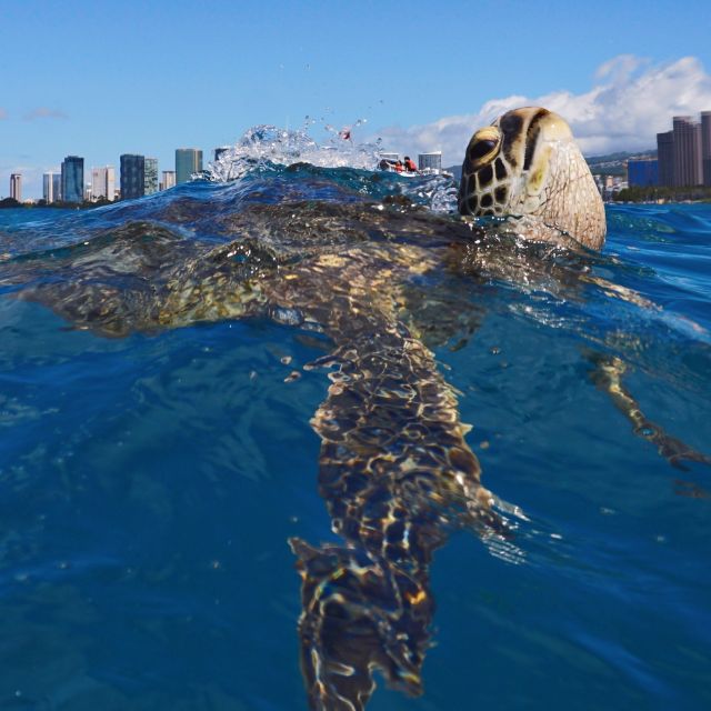 Oahu: Turtle Canyon Snorkeling Boat Tour - Small-Group Energy and the Crew’s Role