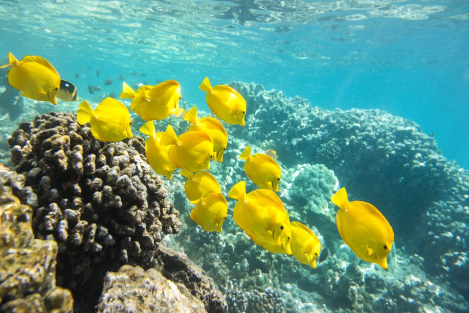 Oahu: Waikiki Glass Bottom Boat Sunset Cruise - Price and value: is $60 a fair deal?