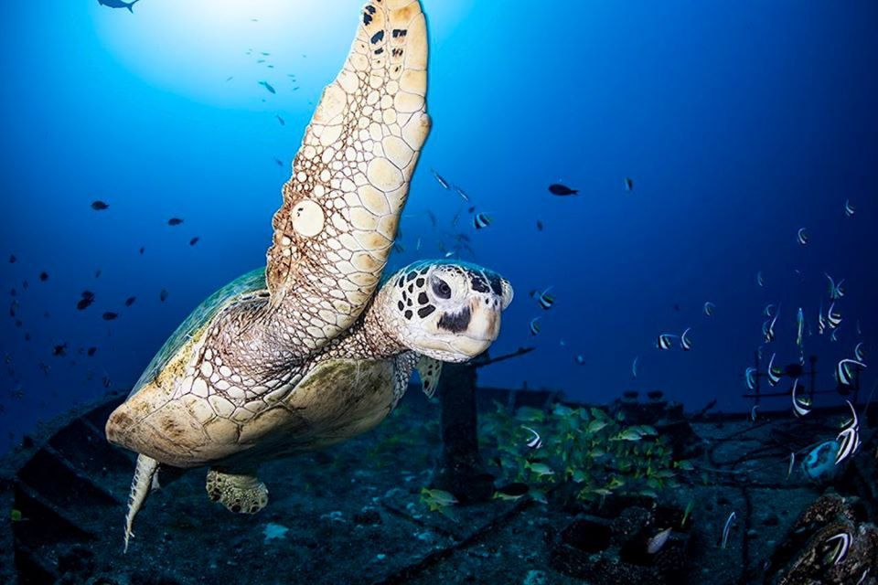 Oahu: Waikiki Submarine Tour - Key highlights I’d underline before you go