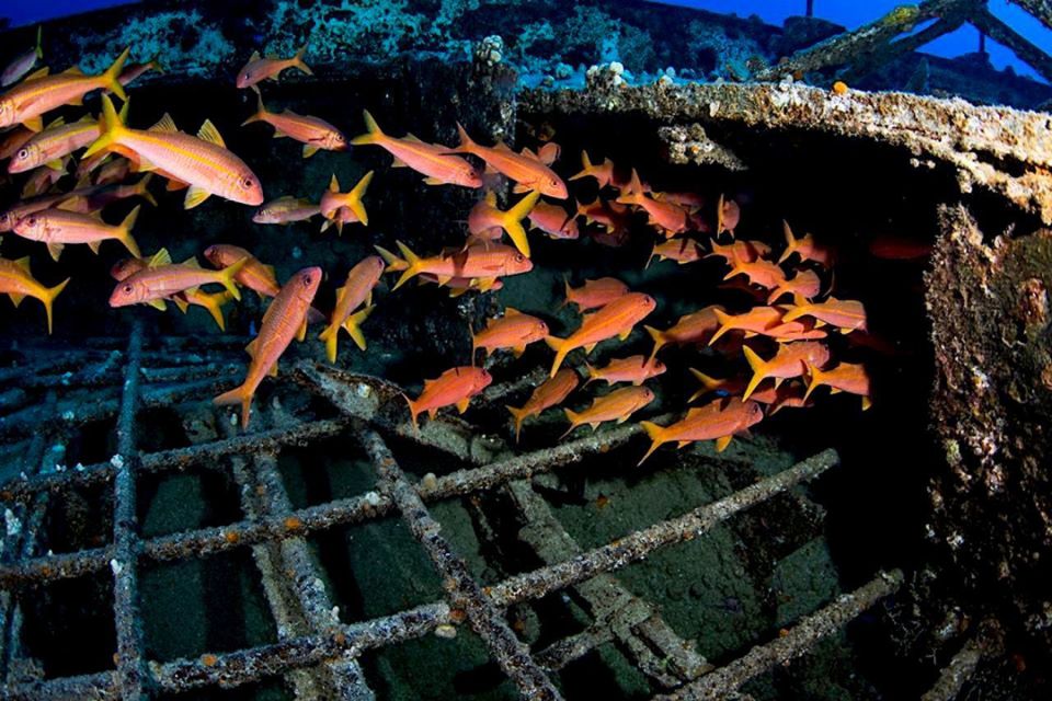 Oahu: Waikiki Submarine Tour - So who should book this Atlantis Waikiki tour?