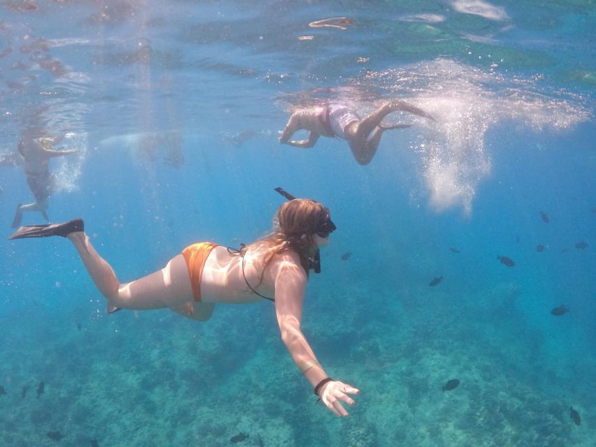 Oahu: Waikiki Turtle Snorkeling Adventure Cruise - Key things to know before you go