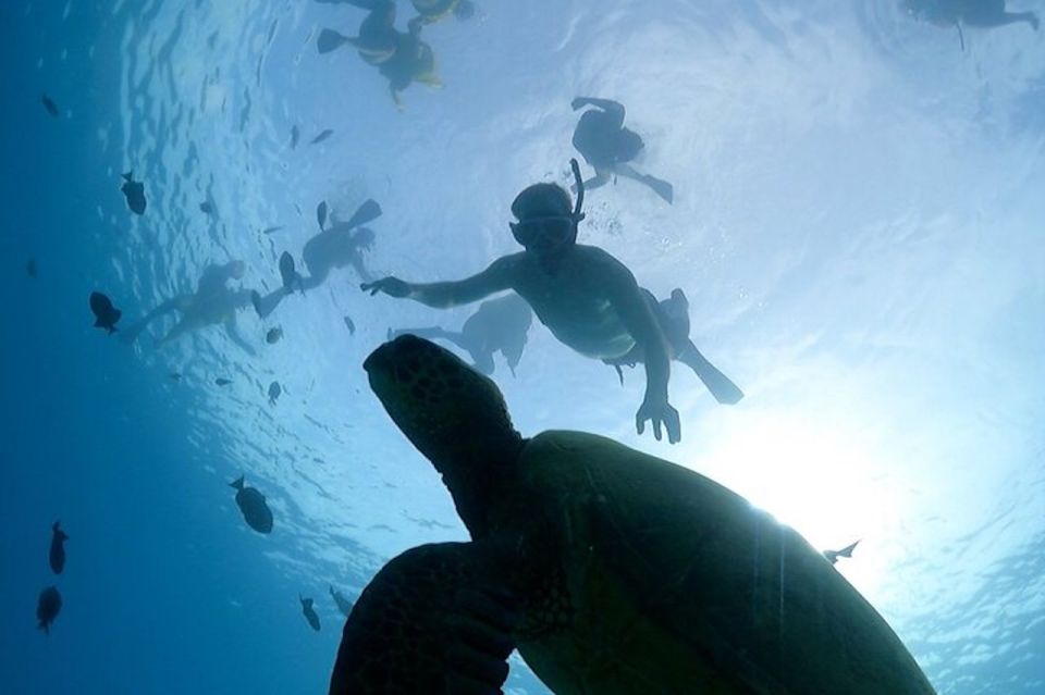 Oahu: Waikiki Turtle Snorkeling Adventure Cruise - Snorkeling in clear Waikiki water and spotting turtles the smart way