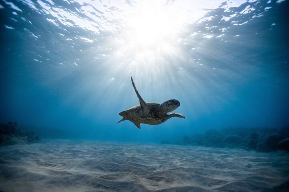 Oahu: Waikiki Turtle Snorkeling Adventure Cruise - What to pack and what actually helps in the water
