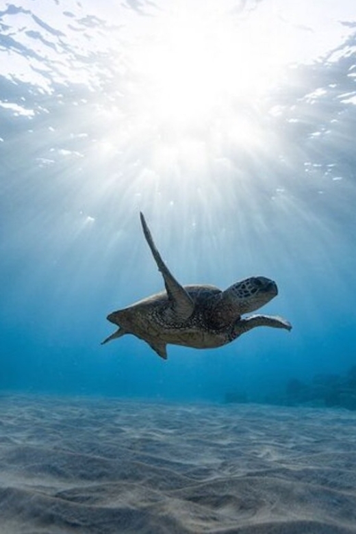 Oahu: Waikiki Turtle Snorkeling Adventure Cruise - Who this cruise suits best (and who should skip it)