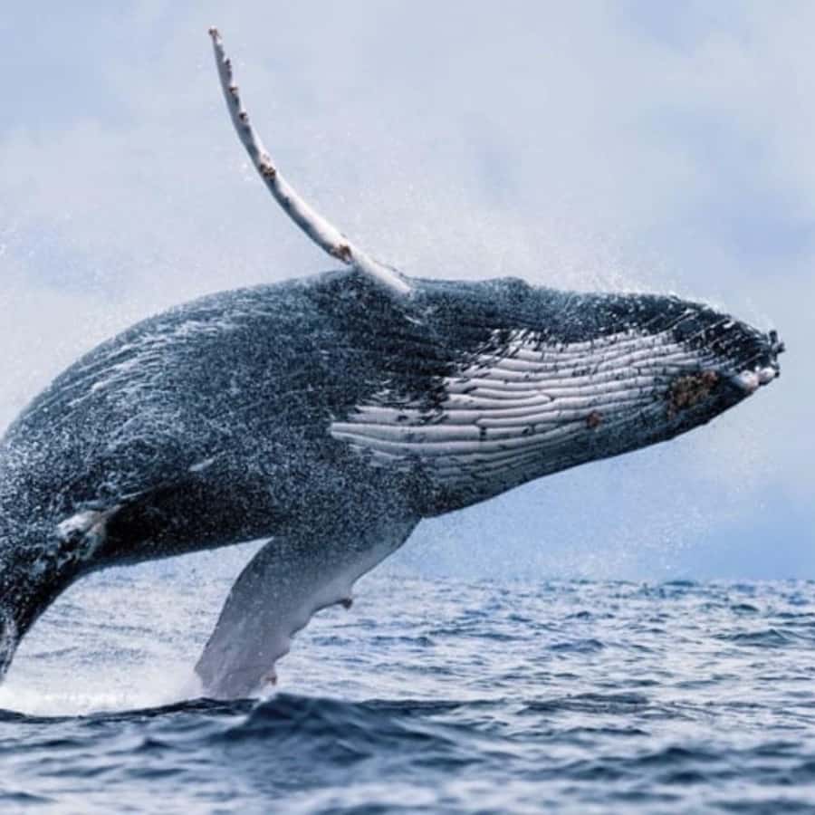 Oahu: Waikiki Whale Watch Boat Tour - Entering The World of Humpbacks Off Waikiki