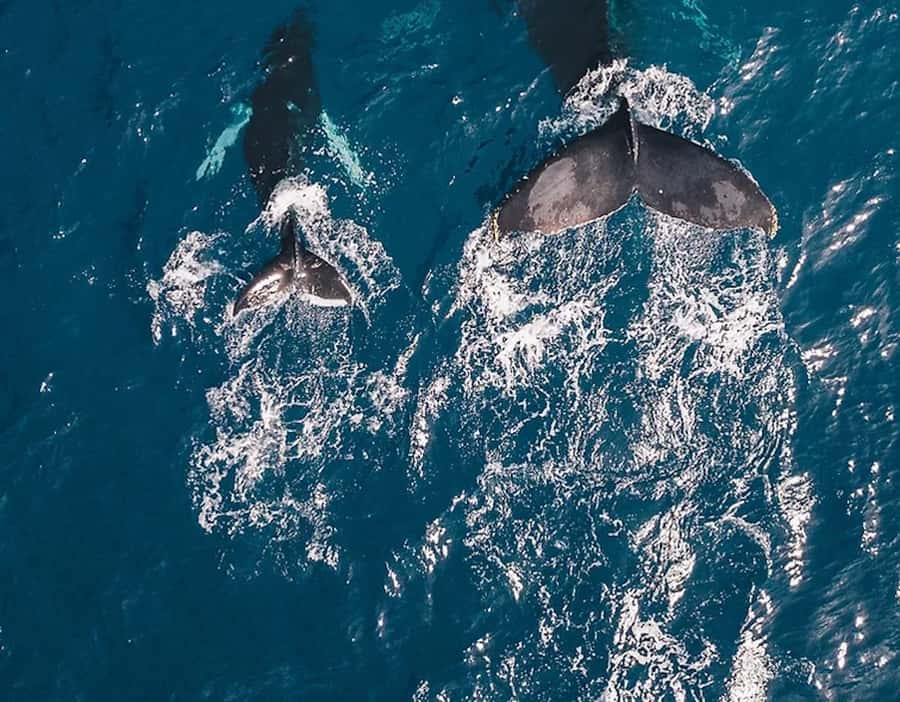 Oahu: Waikiki Whale Watch Boat Tour - Sunset Sailing Off Waikiki: Views You Can Actually Plan For