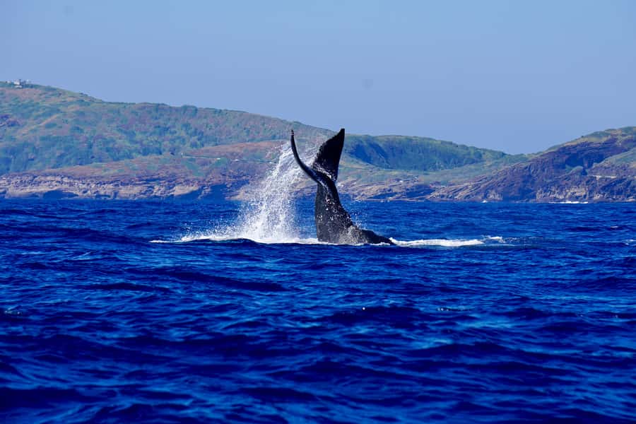 Oahu: Whale Watching Cruise Whales Guaranteed - Key things I’d focus on before you go