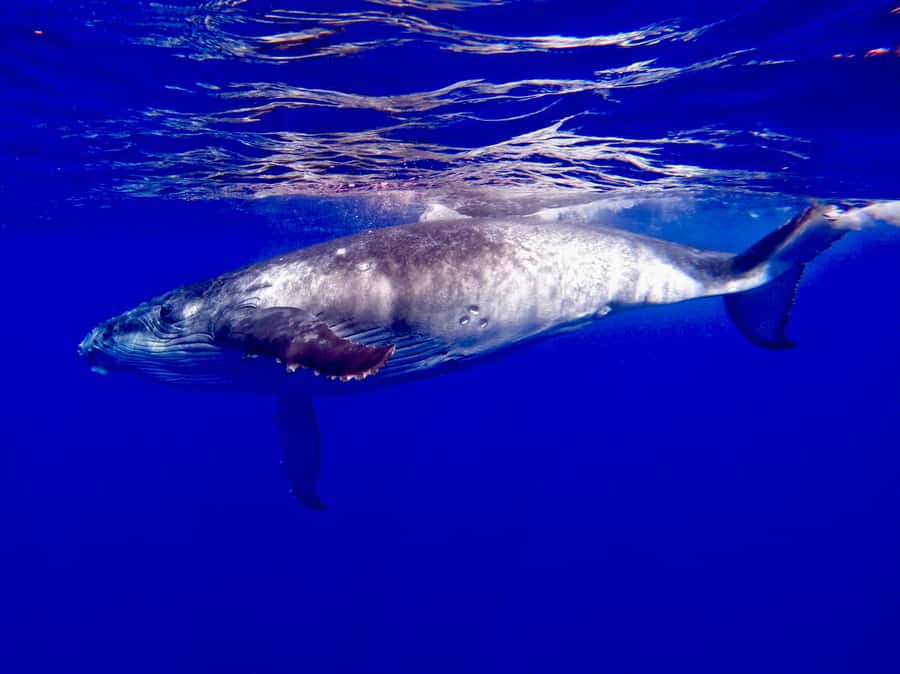 Oahu: Whale Watching Cruise Whales Guaranteed - Why humpbacks in January–April feel different from “generic whale watching”