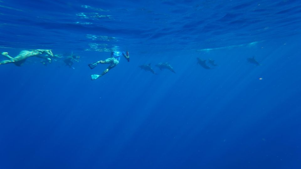 Oahu: Wild Dolphins Swim Turtle Snorkel Tour & Waterslide - Key points to know before you go