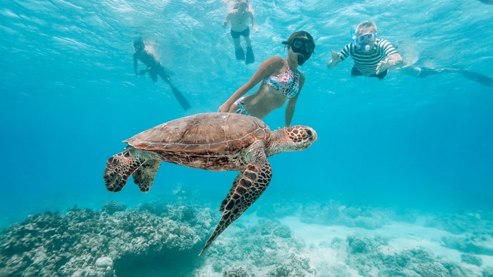 Oahu: Wild Dolphins Swim Turtle Snorkel Tour & Waterslide - Should you book the Iruka Hawaii Dolphin and Turtle Snorkel tour?