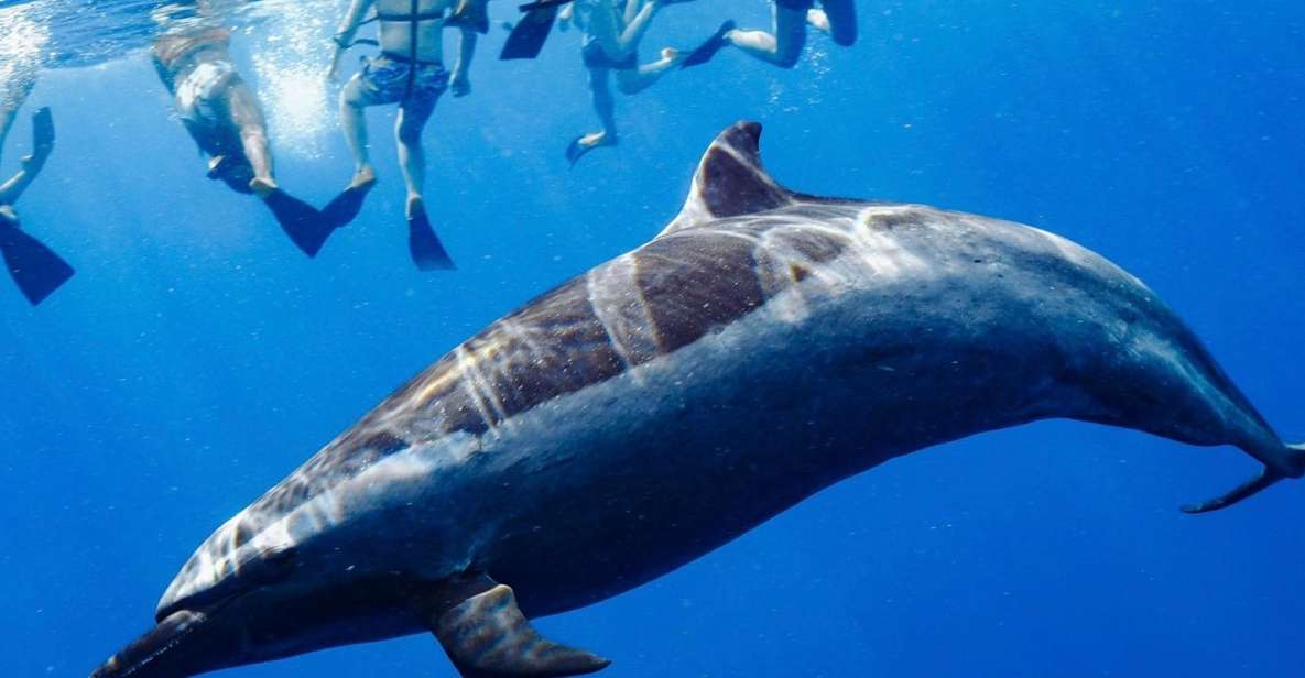 Oahu: Wild Dolphins Swim Turtle Snorkel Tour & Waterslide - Makaha snorkeling for Hawaiian green sea turtles