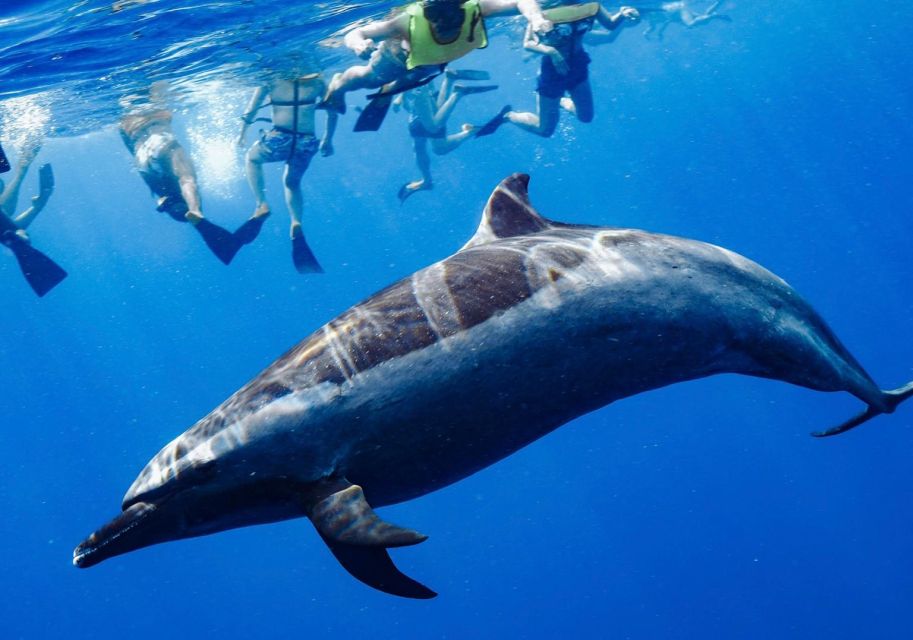 Oahu: Wild Dolphins Swim Turtle Snorkel Tour & Waterslide - Lunch, drinks, and those small comforts that add up