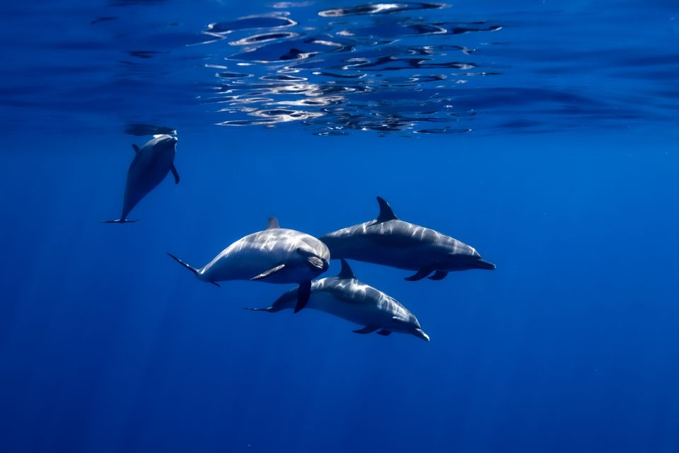 Oahu: Wild Dolphins Swim Turtle Snorkel Tour & Waterslide - Equipment, add-ons, and practical tips that save hassle