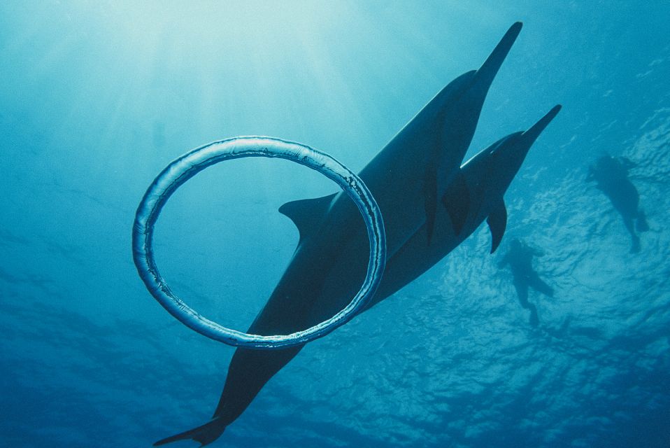 Oahu: Wild Dolphins Swim Turtle Snorkel Tour & Waterslide - Who should book this tour, and who should skip it